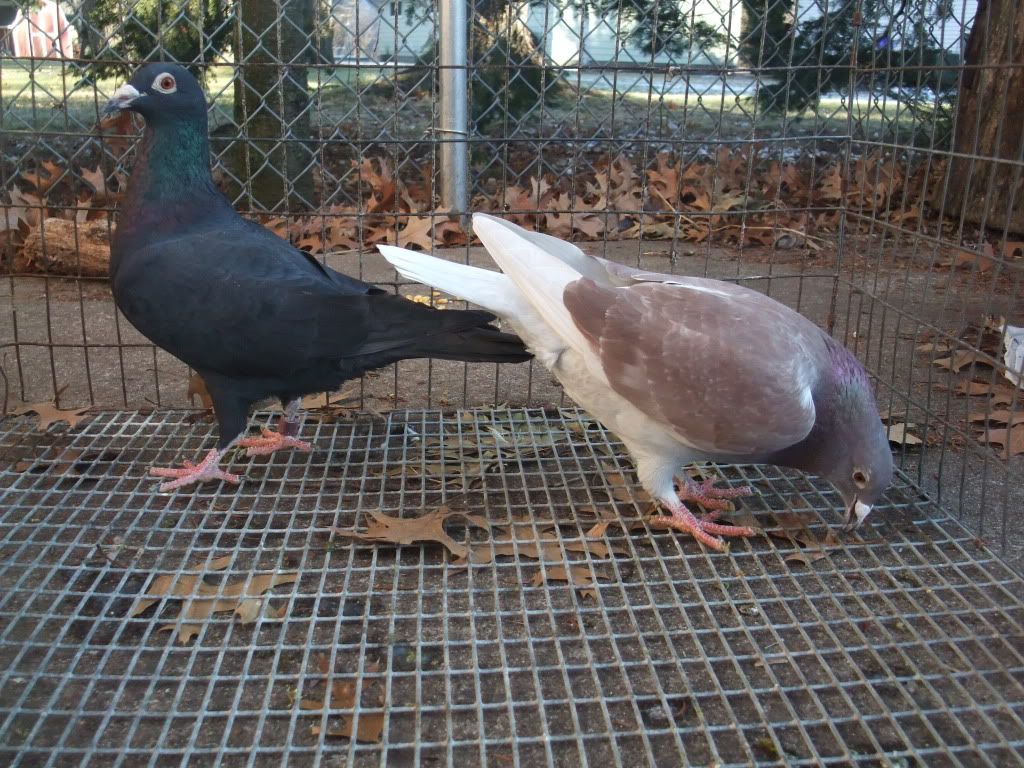 Black Spread * Ash red = what color? PigeonTalk